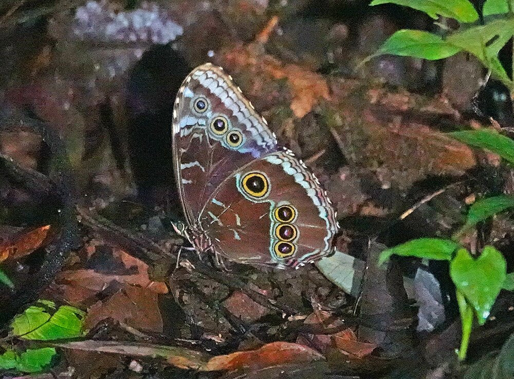 Tapirs Home-Upala必去景点
