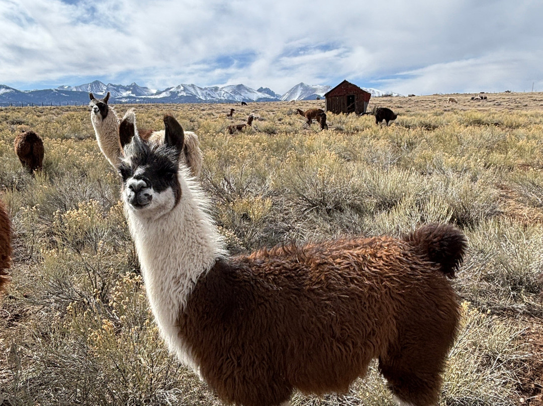 Llama Trekking by Lookin Up Outfitters景点图片