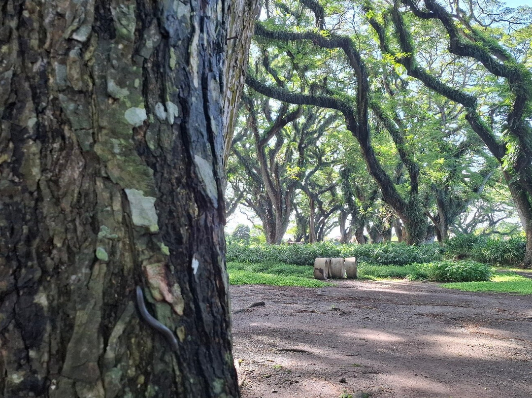 Jawatan Benculuk-巴纽旺宣必去景点