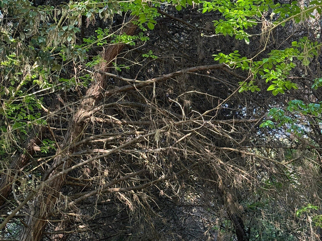 Pineta di Eraclea Mare-Eraclea Mare必去景点