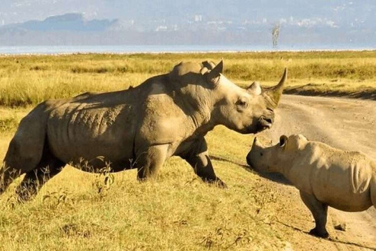 Wamunyoro Eco Safari