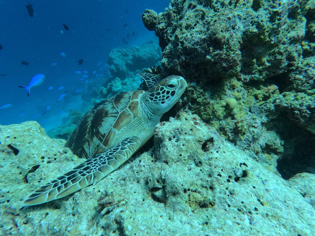 Guraidhoo Excursions & Water Sports景点图片