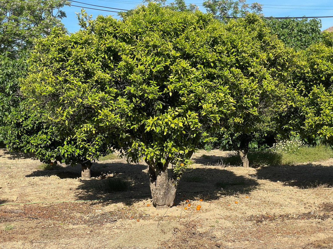 Quinta de Santa Margarida - Charm Country House主图