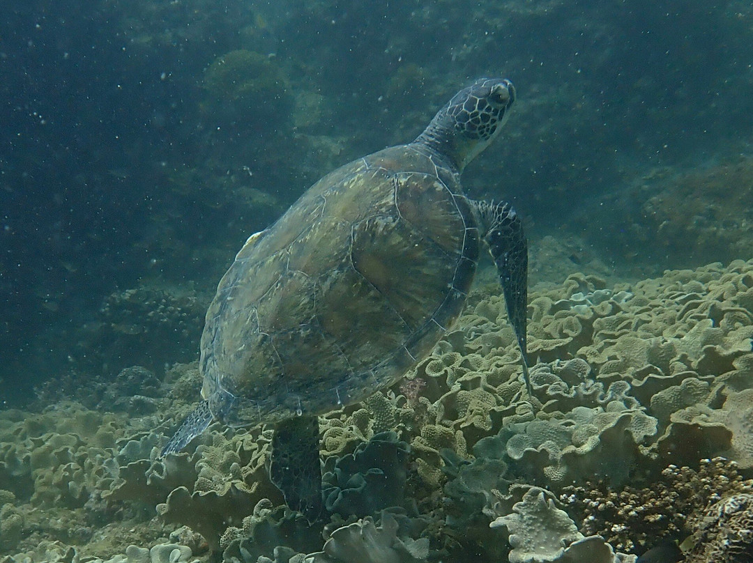 Extra Divers Sifah-As Sifah必去景点