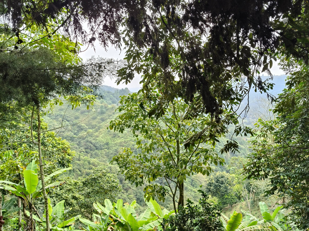 Finca Don Eduardo Coffee Tour景点图片