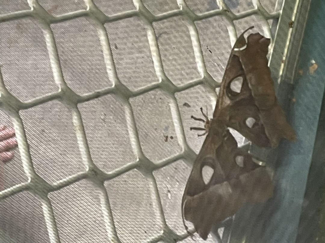 Australian Butterfly Sanctuary景点图片