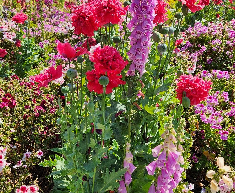 The Flower Fields at Carlsbad Ranch-卡尔斯巴德必去景点