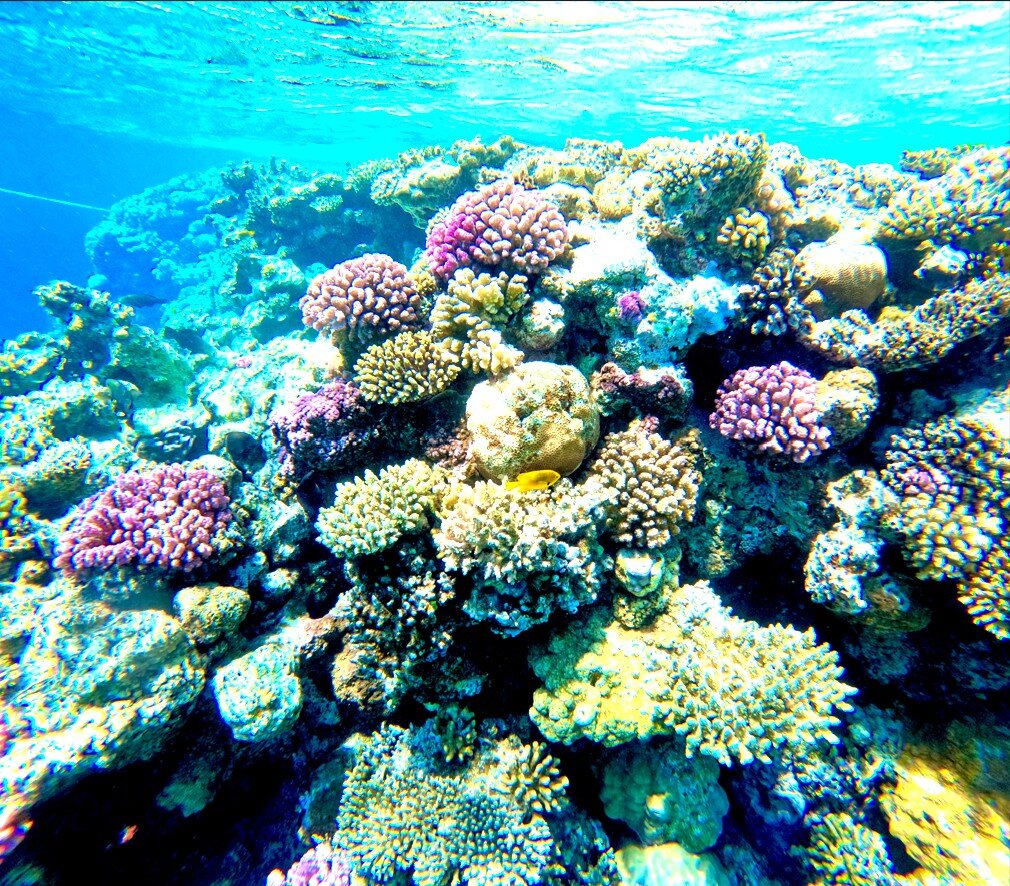 利克斯奥沙姆沙伊赫全包酒店-泳池