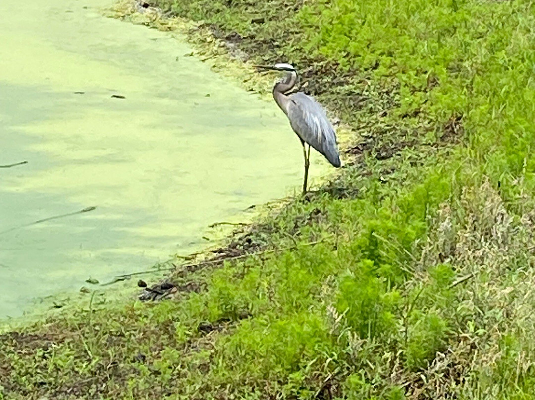 Sea Trail Plantation - Jones Course-Sunset Beach必去景点