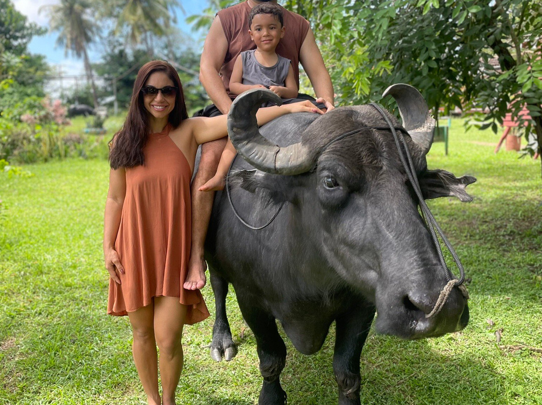 Fazenda Mironga-Soure必去景点