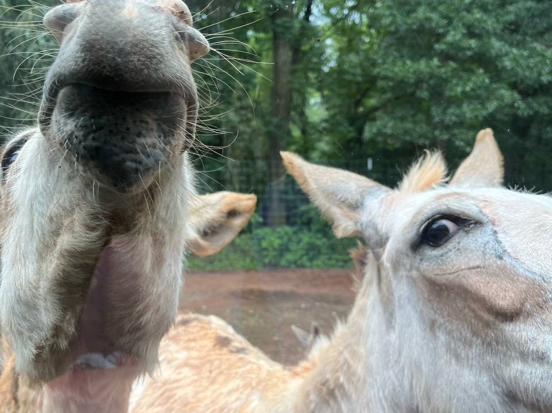 Lake Hartwell Wildlife Safari-Hartwell必去景点