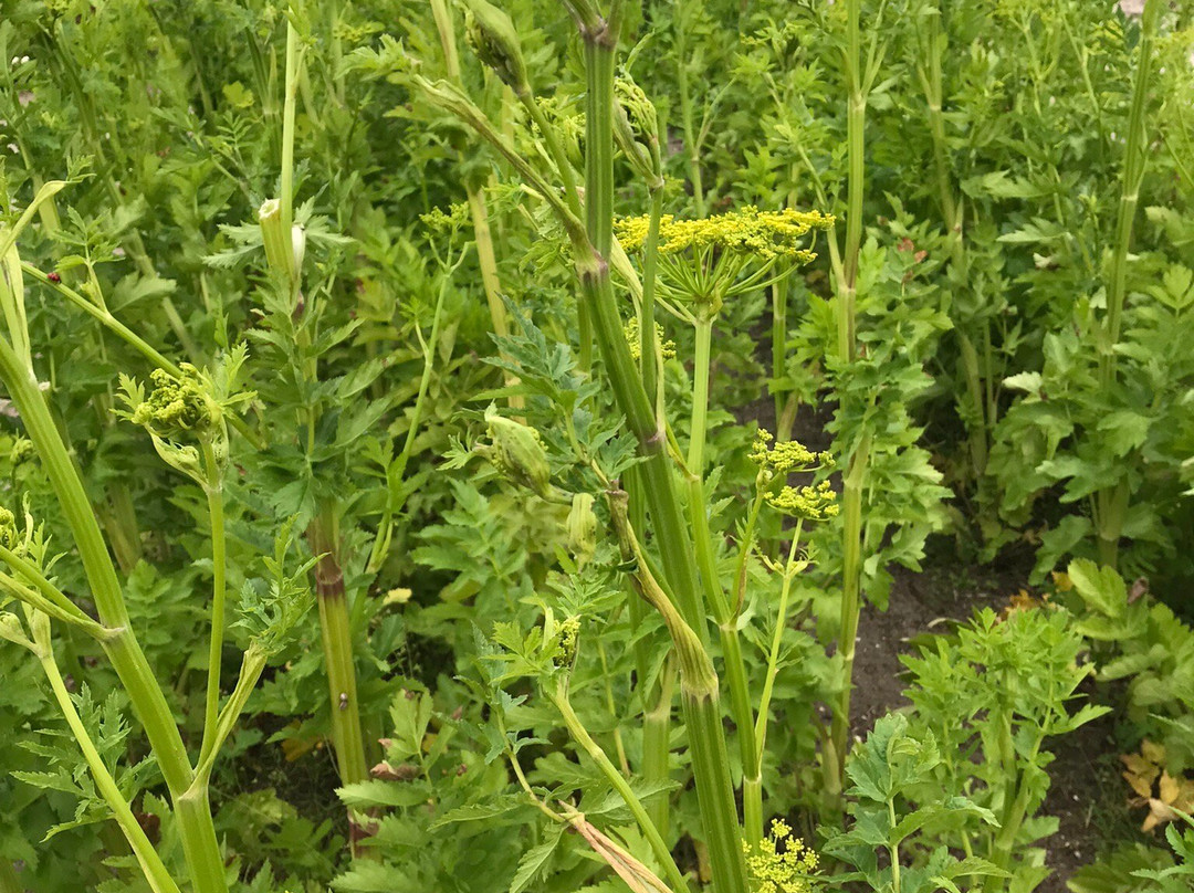 Snijbloemen Pluktuin Bakkum景点图片
