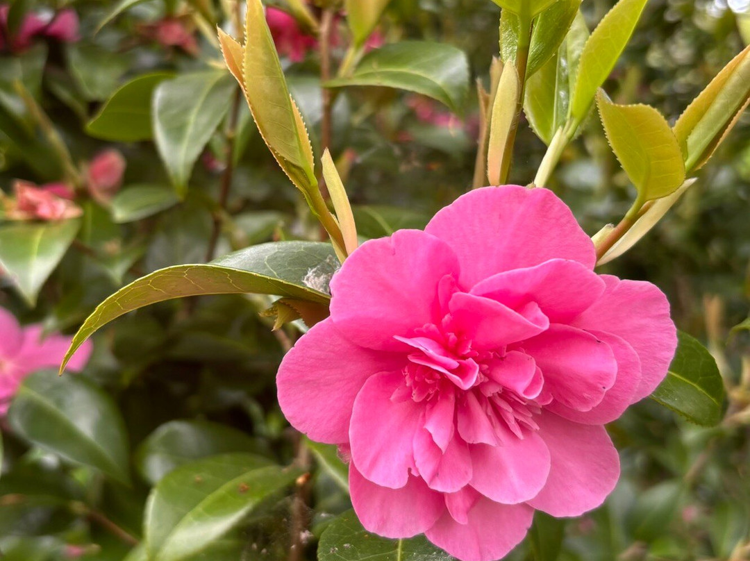 Monteviot Gardens-Jedburgh必去景点