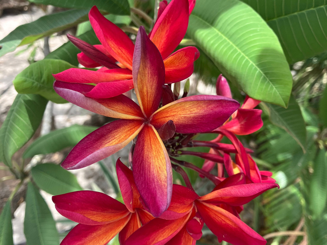 B&B Sombre di Kabana主图