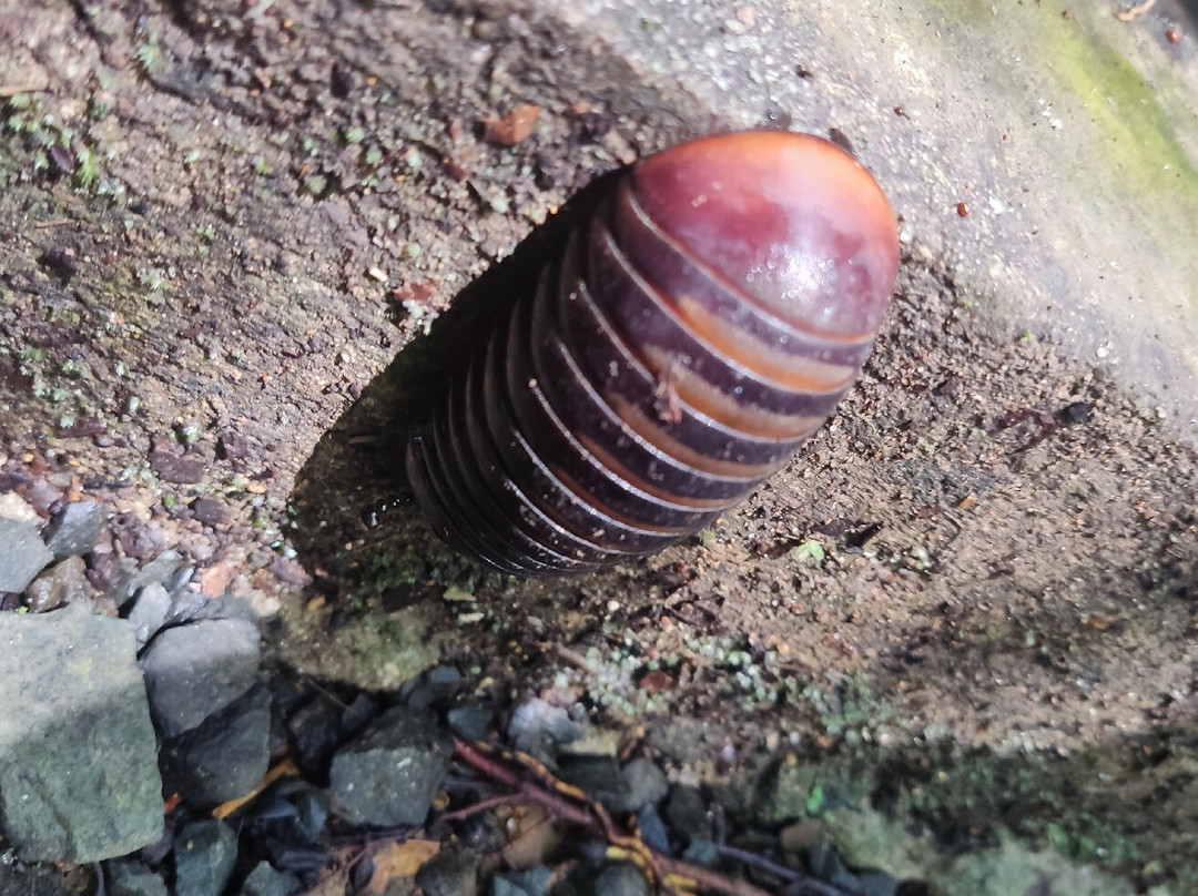 Table Waterfall-斗湖必去景点