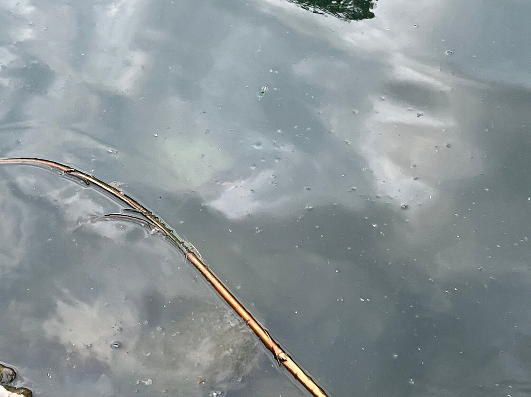 Kariya Park-米西索加必去景点