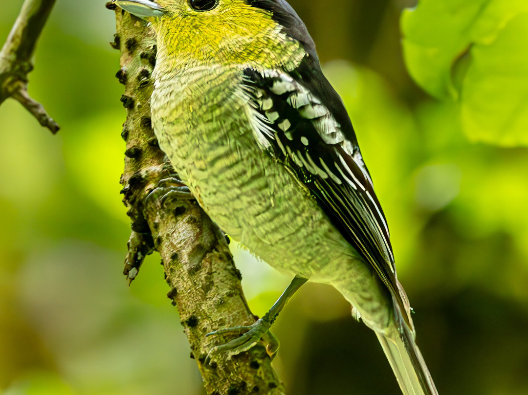 Jason Lara Tours-波魁特必去景点