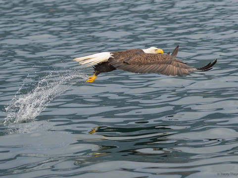 The Local Guy Charters & Sightseeing-朱诺必去景点
