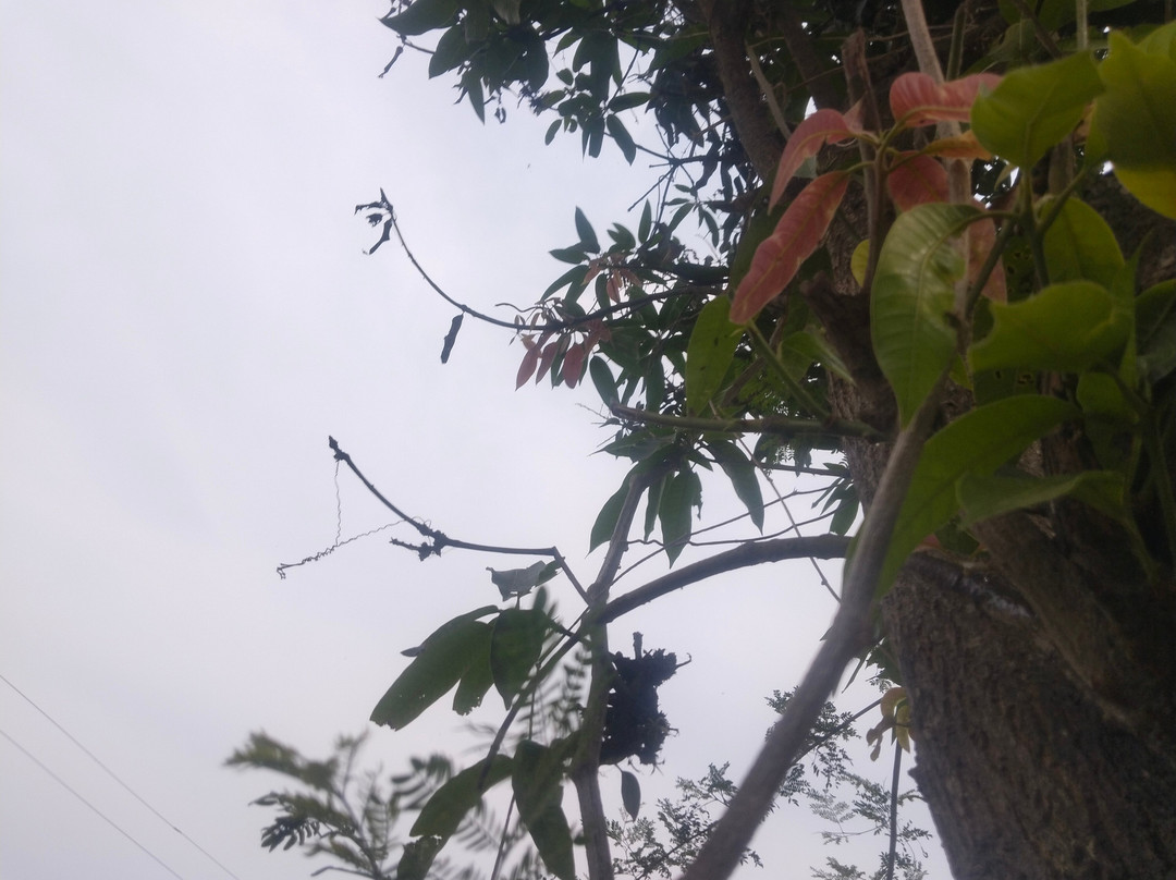 Jim Corbett Jungle Safari JCJS | Jeep Safari