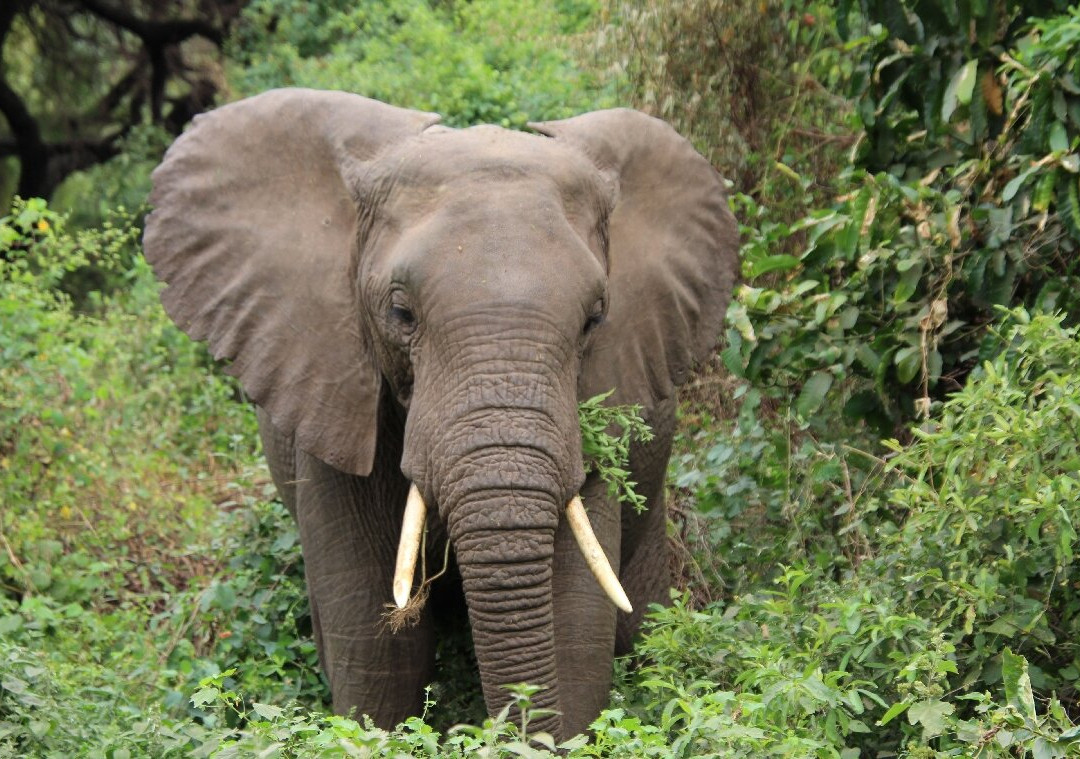 Bestday Safaris-阿鲁沙必去景点