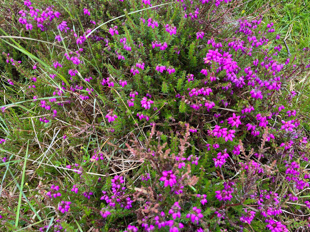 Photo Mull-马尔岛必去景点
