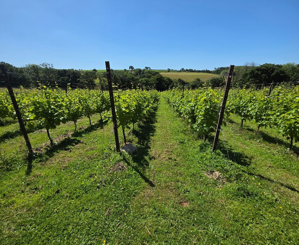 Velfrey Vineyard-Lampeter Velfrey必去景点