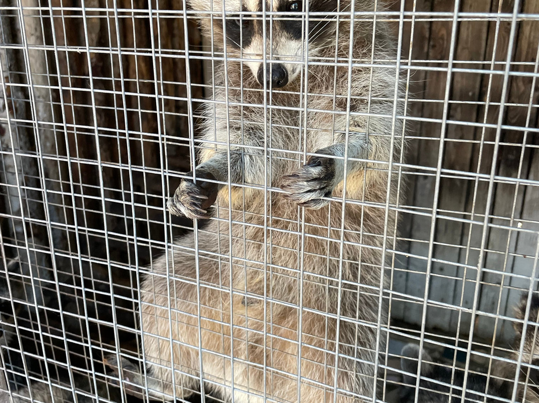 Dom Malysha Yenota-Golubitskaya必去景点