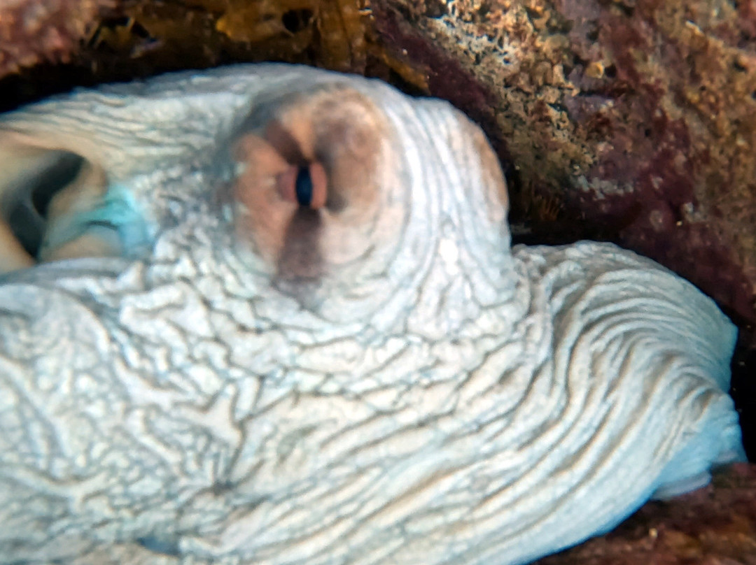 Gold Coast Dive Adventures-Runaway Bay必去景点
