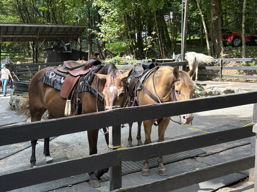 Saddle Up Stables-乔治湖必去景点