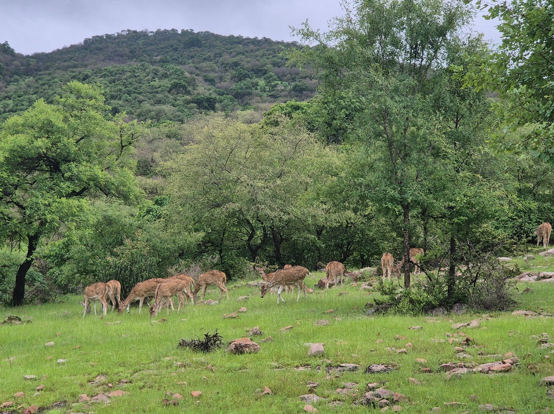 Ranthambore Tiger Safari-瑟瓦伊马托布尔必去景点