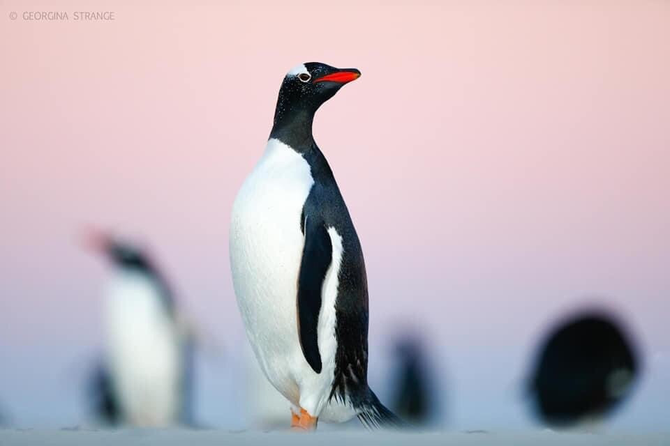 Fitzroy Farm-Darwin必去景点