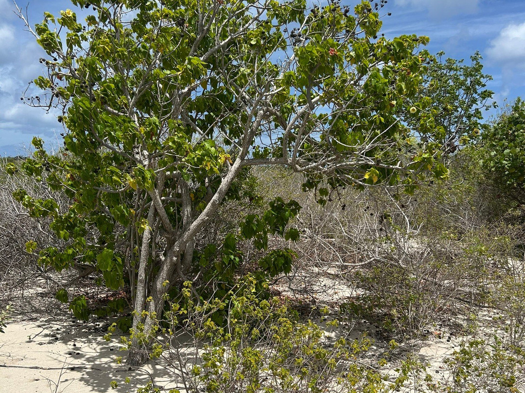Te Amo Beach-Kralendijk必去景点