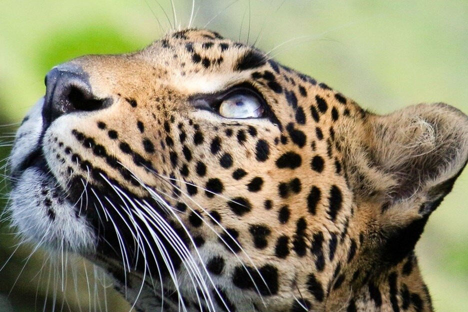 Wilpattu National Park Safari