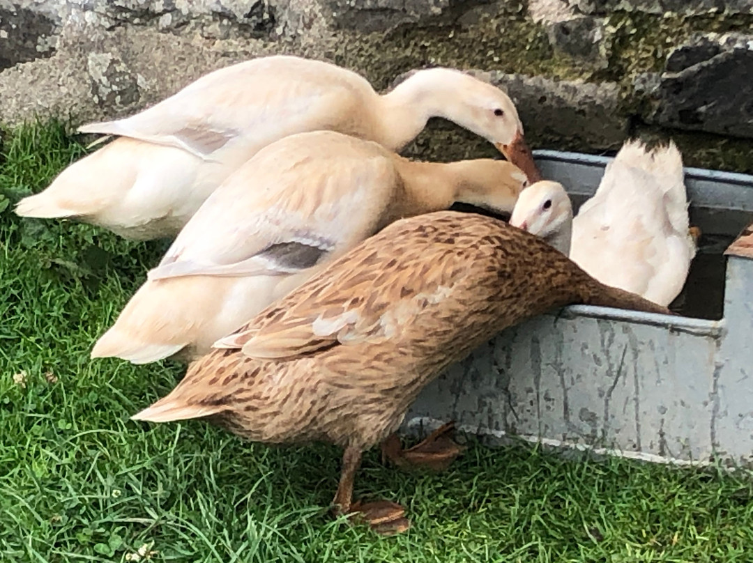 Llanerchaeron-Aberaeron必去景点