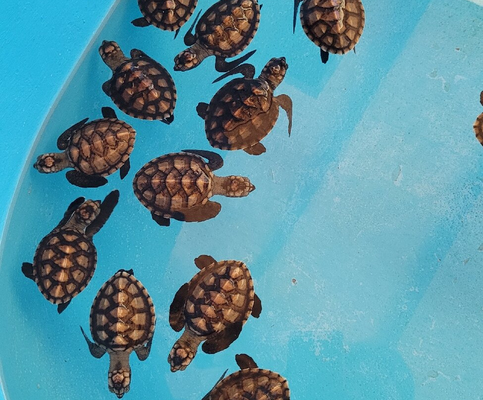 The Turtle Project-佩母德兰必去景点