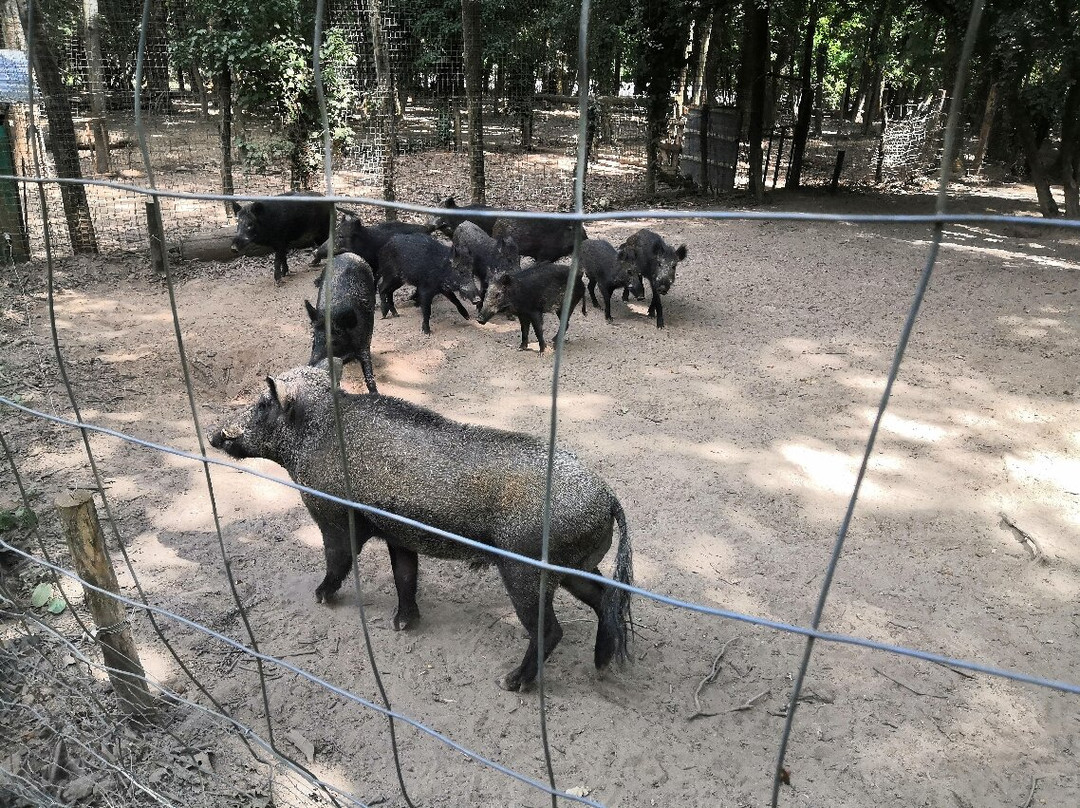 Les Sangliers de Mortemart-Le Bugue必去景点