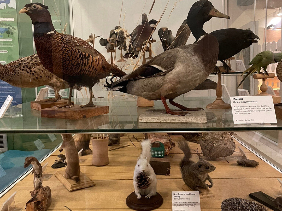 Maidstone Museum-梅德斯通必去景点