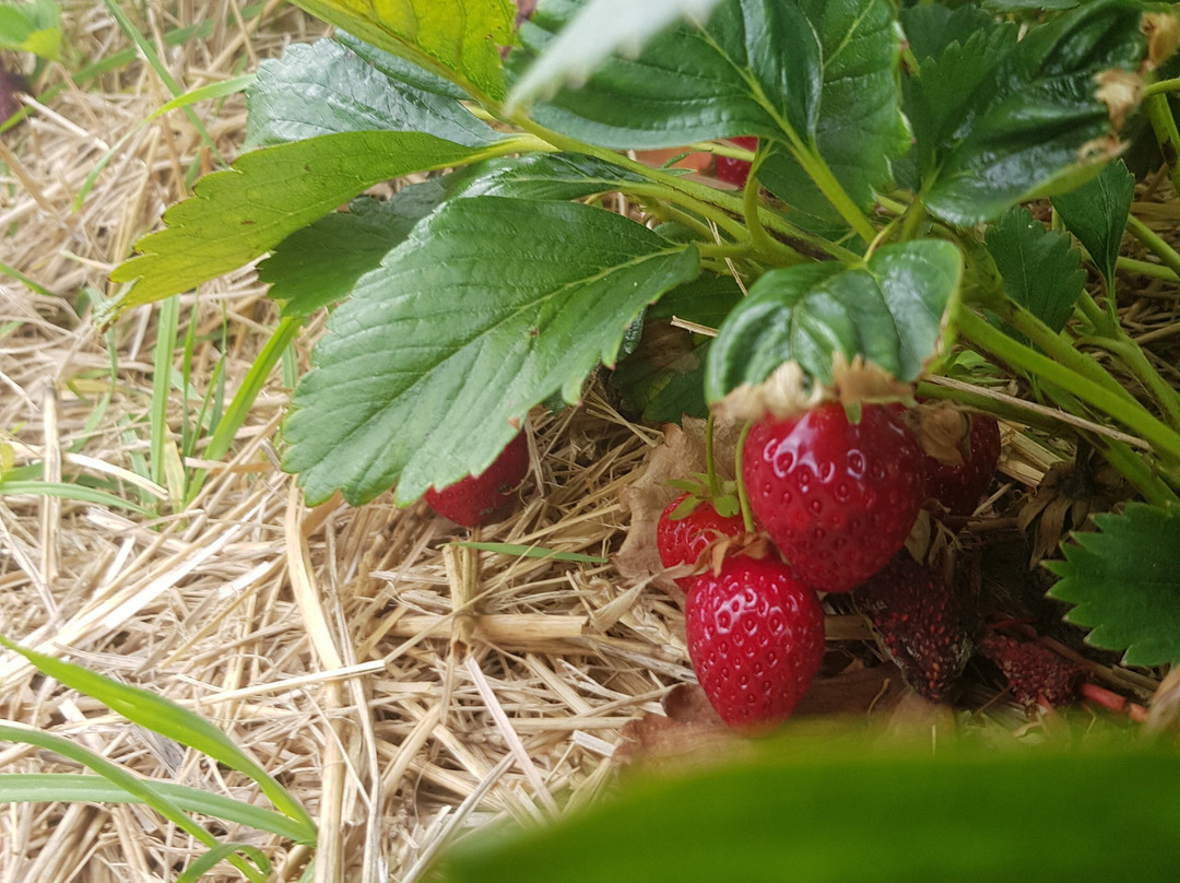 Axelssons i Aby-Malilla必去景点