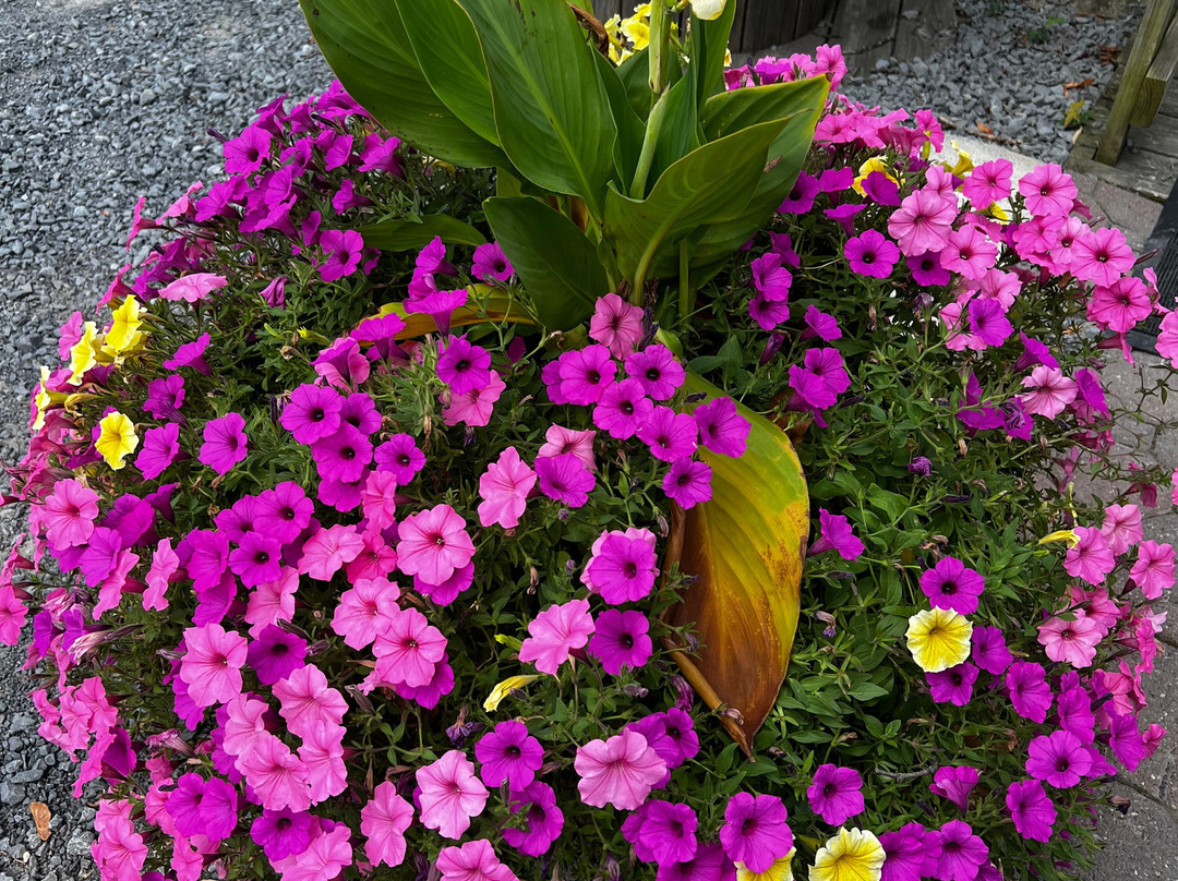 Muranda Cheese Company-Waterloo必去景点