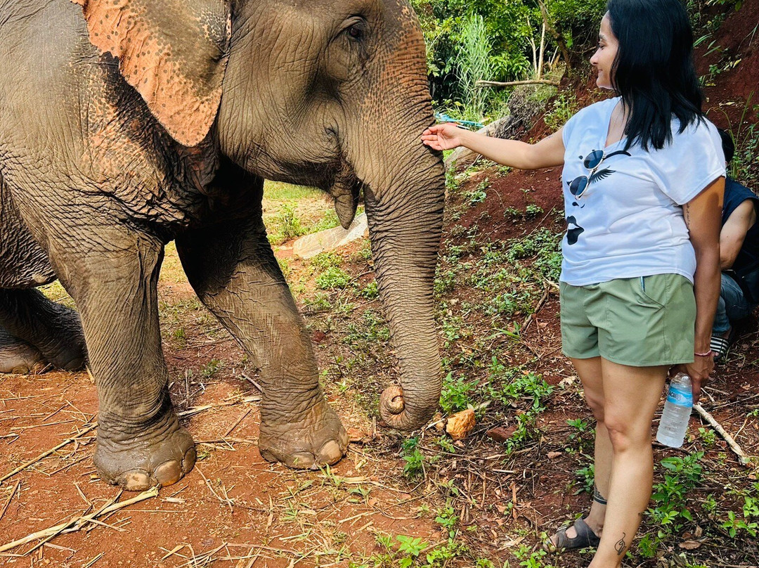 Elephant Sanctuary Care Park-清迈必去景点
