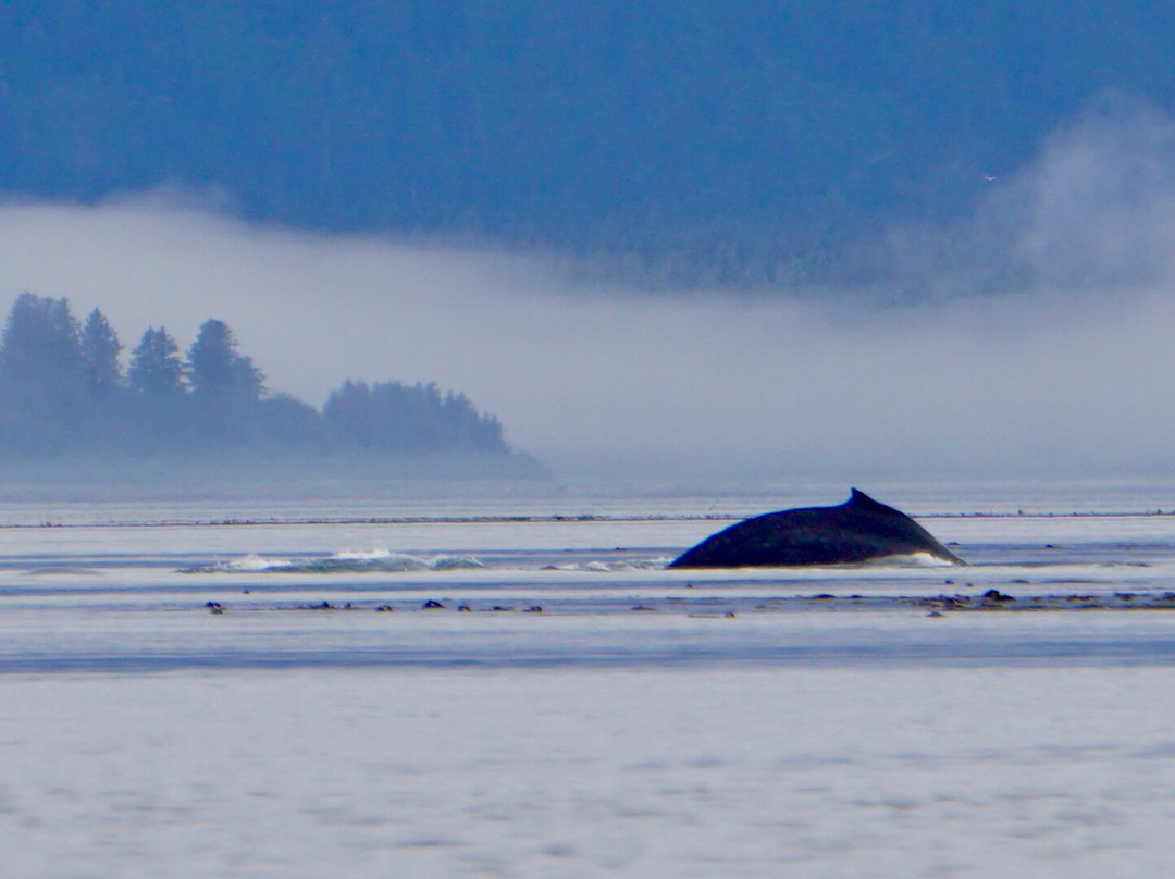 Glacier Bay Sea Kayaks-古斯塔夫斯必去景点
