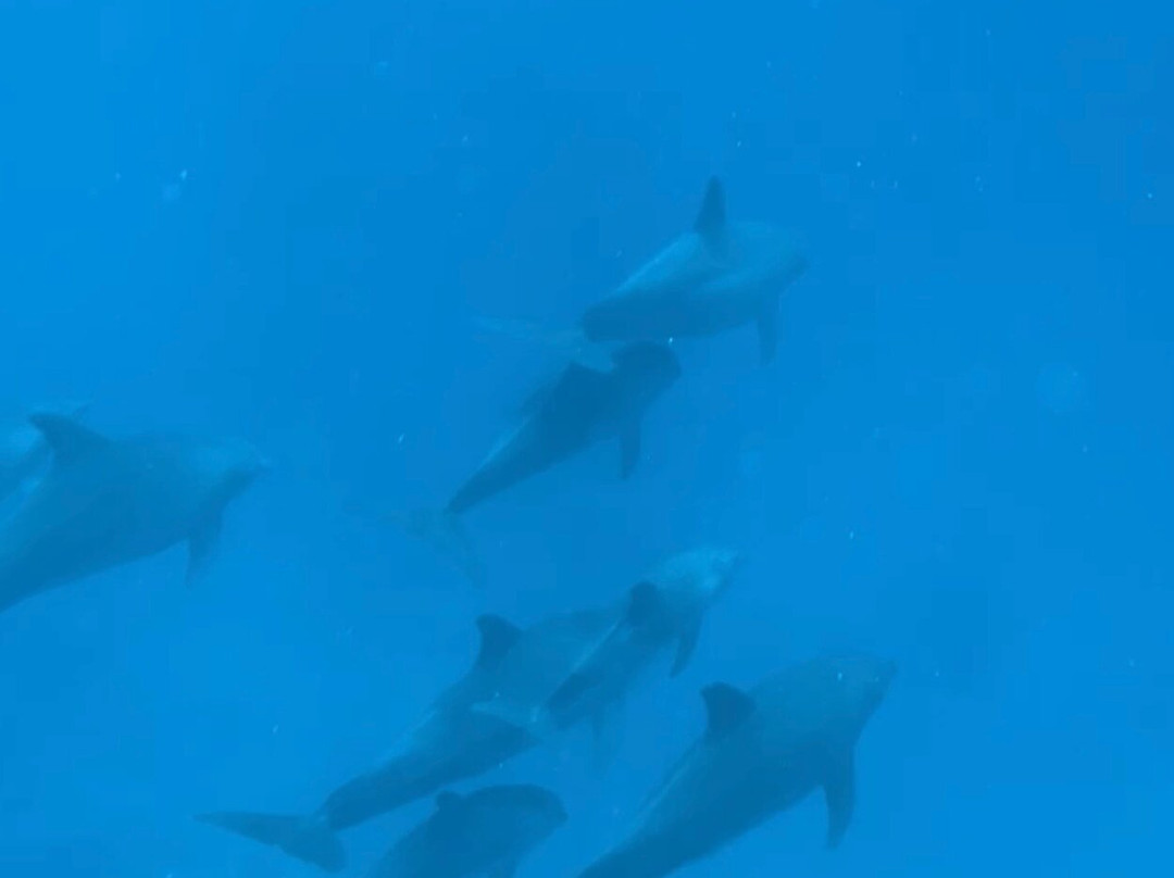 Zanzibar tours by Juma-Matemwe必去景点