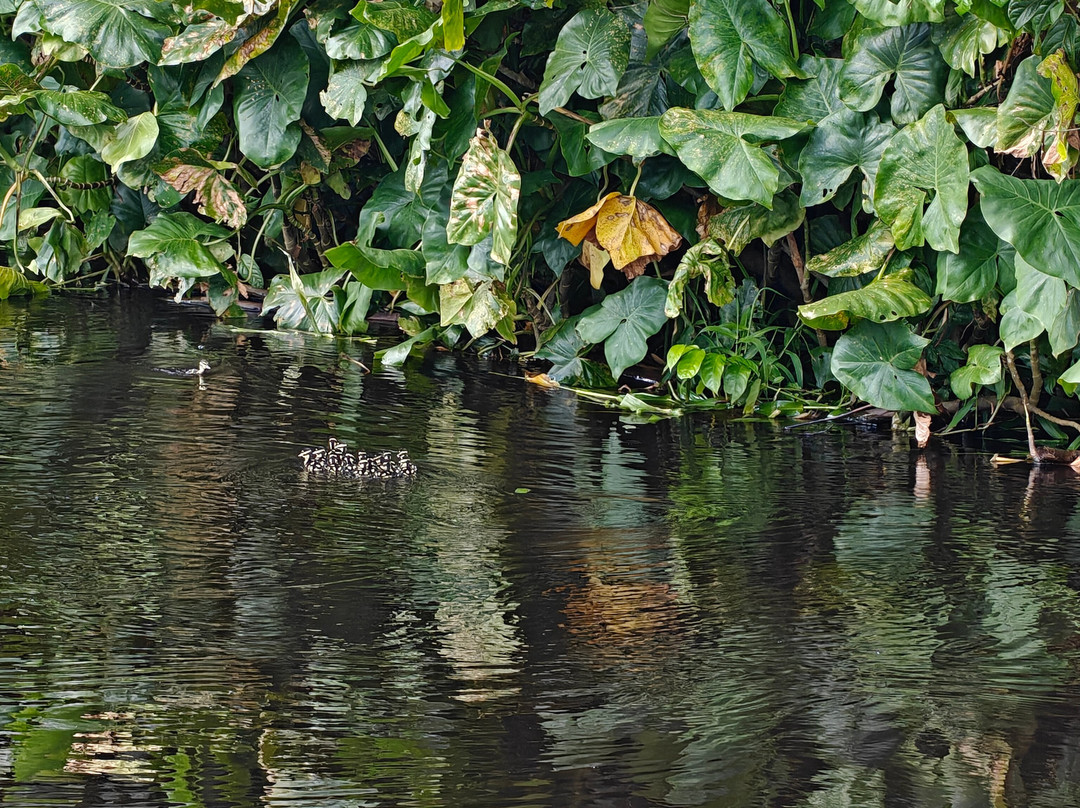 Blackwater Adventures-乔治城必去景点