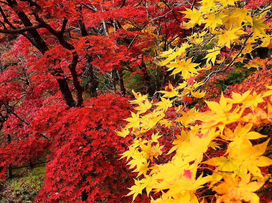 Yahiko Park-弥彦村必去景点