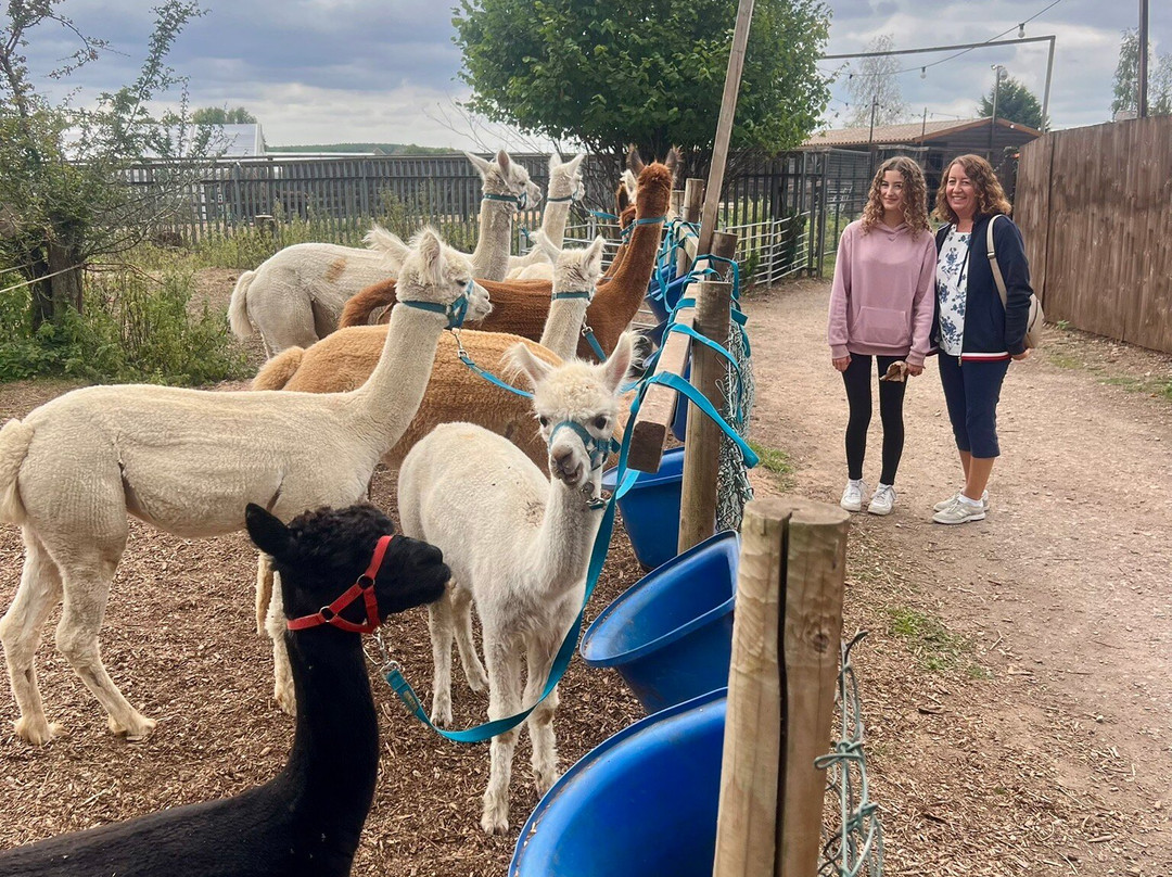 Willow Tree Family Farm-Shirebrook必去景点