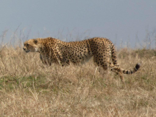 Bongo Safaris.-蒙巴萨必去景点