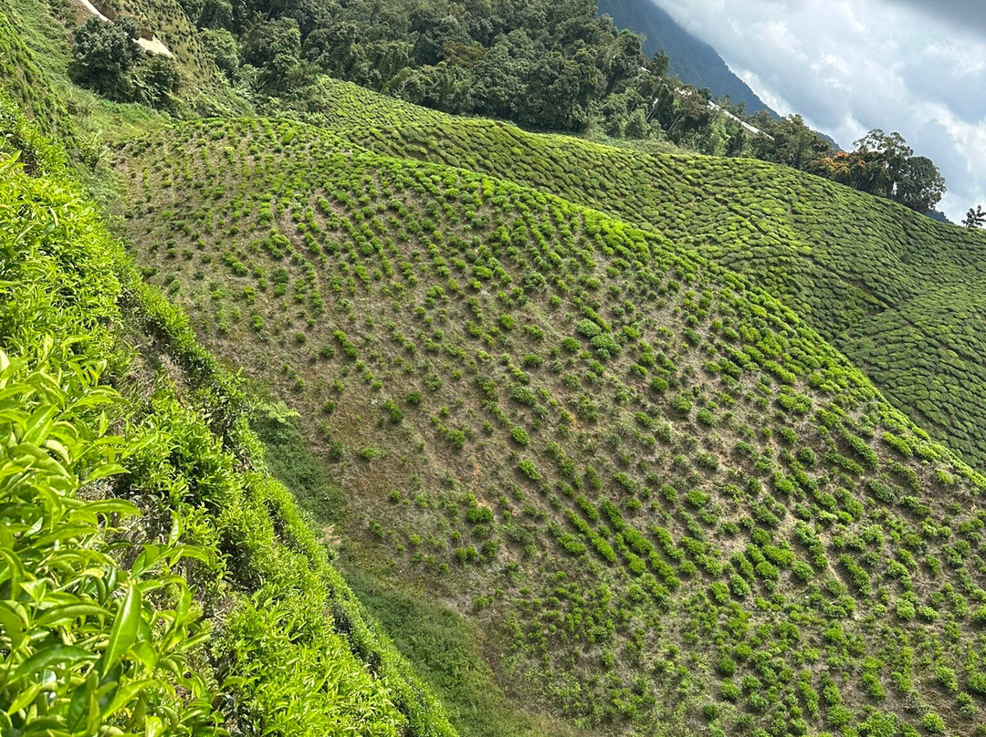 Mpv Kl Transporter-吉隆坡必去景点