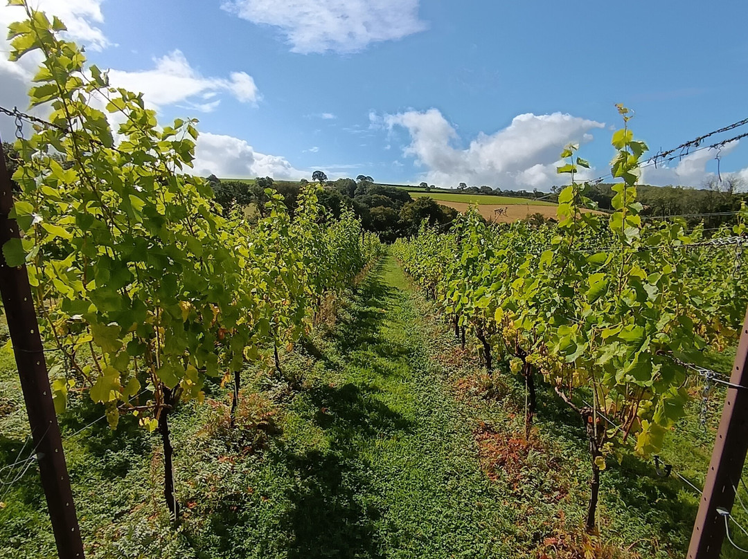 Velfrey Vineyard-Lampeter Velfrey必去景点