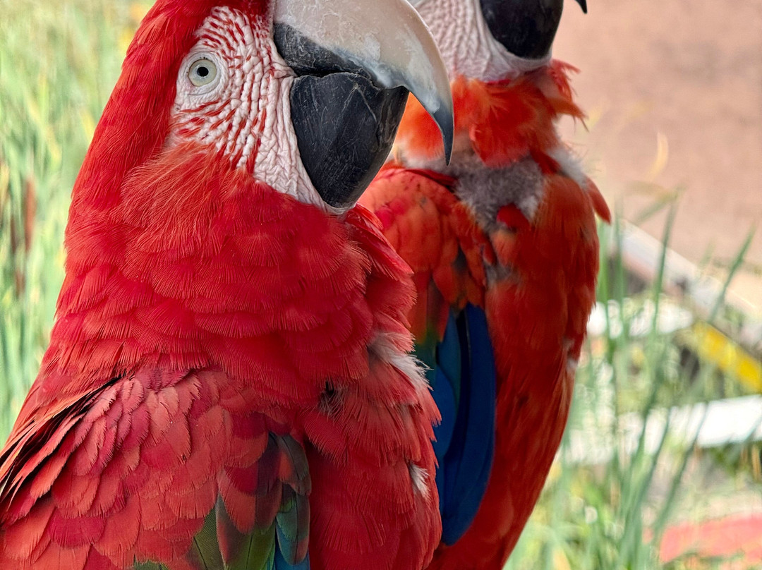 Parrot World-Crecy-la-Chapelle必去景点