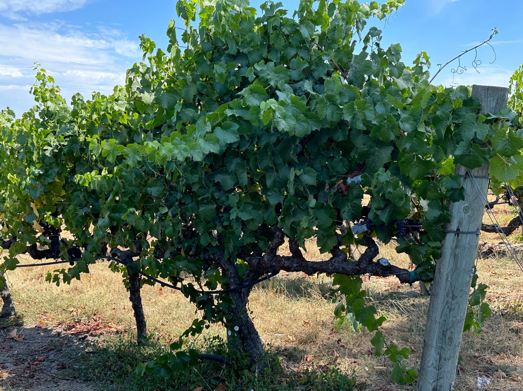 Hanna Winery-圣罗莎必去景点